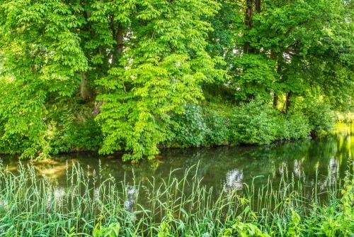 The moated Saxon castle mound