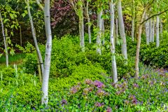 The Serpentine Birch Walk