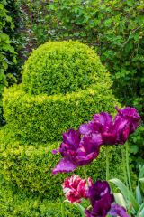 The Red and Purple Borders