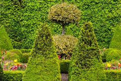 Clipped hedges in the Dutch Garden