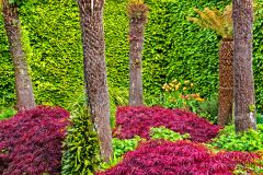 The Tree Fern Garden