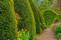 Clipped hedges in the Long Borders