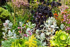 Colourful flowers in the Dutch Garden