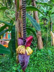 Inside the Rainforest Biome