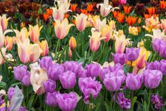 Display of tulips in the Mediterranean Biome