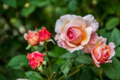 Roses in the walled garden