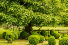 Topiary along the main drive