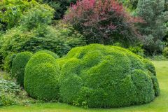 Topiary on the west lawn