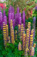 Colourful summer booms