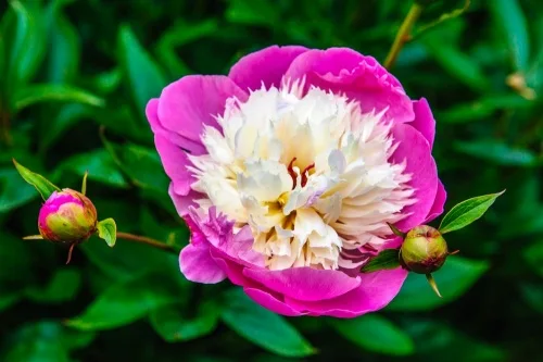 Summer colour in the walled garden