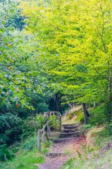 A gentle woodland walk