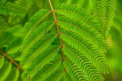 Summer ferns, South Garden