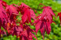 Bright autumn colours abound