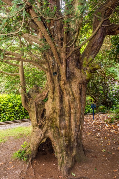 The Domesday Yew