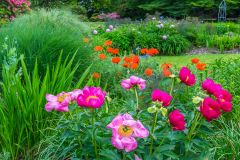 Colourful June flowers near the House