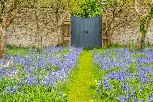 The walled garden in spring