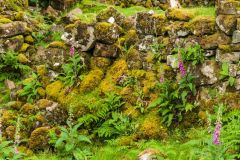 A moss-covered drystone wall