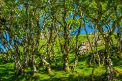 A copse of moss-covered trees