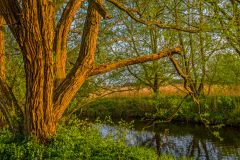 Fakenham, A path beside the River Wensum