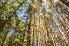 Falls of Bruar, The falls are set in wodlands planted by the Duke of Atholl
