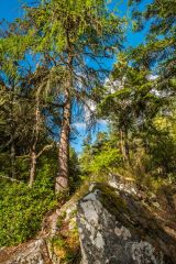 Falls of Bruar, Woodlands on the east bank of Bruar Water