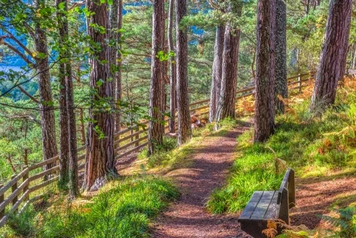 The woodland path to the Falls