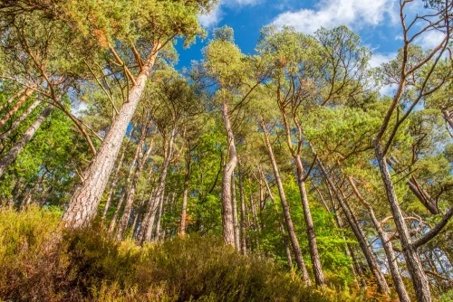 The trail passes through beautiful mixed woodland