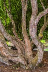 Tree trunks in the arboretum