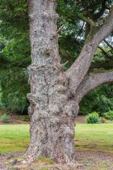 An ancient tree in the Victorian arboretum
