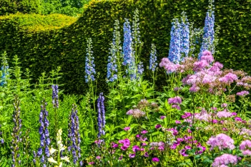 Colourful borders in summer