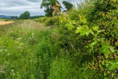 The low ground known as The Killing Field