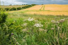 The Killing Field from the south