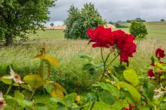 The battlefield from Branxton church