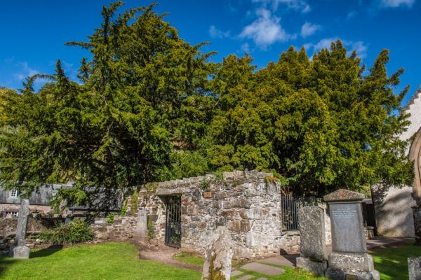 The Fortingall Yew