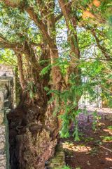 Inside the yew tree enclosure