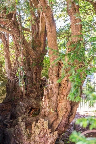 A closer look inside the yew tree enclosure