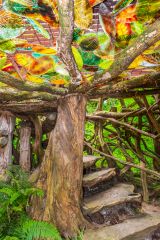 Furzey Gardens, Garden steps from a living tree