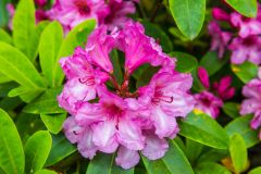Furzey Gardens, Rhododendron blooms in June