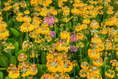 Furzey Gardens, June primulas in bloom