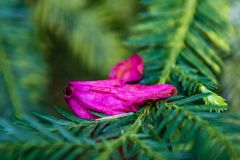 Galloway House Gardens, A colourful spring blossom