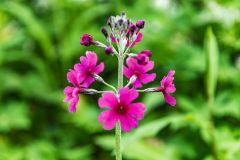 Galloway House Gardens, Primulas in bloom