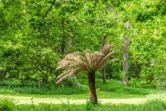 Galloway House Gardens, A palm tree in a sunny glade