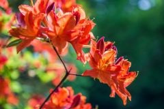Galloway House Gardens, Azaleas in sunlight