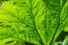 Galloway House Gardens, Sunlight through a gunnera leaf
