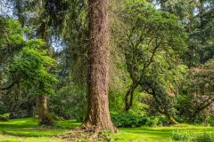 Galloway House Gardens, 'The Cathedral' glade
