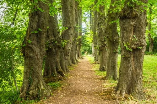 The 18th-century Monks' Walk avenue