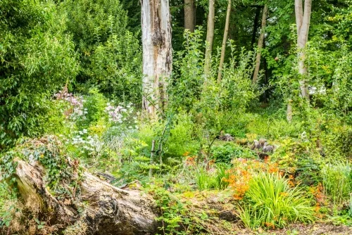 The Priory Gardens woodland walk