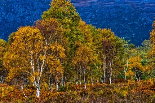 Autumn trees, Glen Torridon