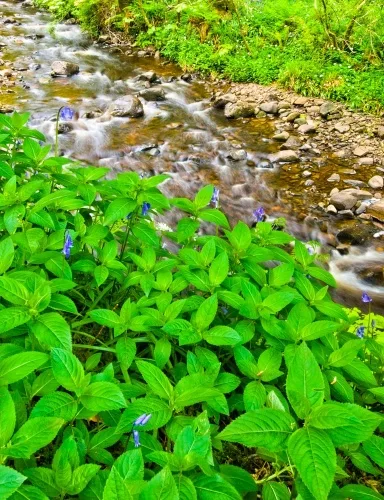 Glenashdale burn in spring