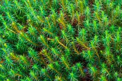 Lush green under the forest canopy